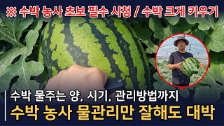 수박 크게 키우는 방법, 수박 물관리는 정말 중요합니다. 수박 관수 방법, 수박은 물로 큽니다.