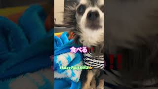 まだまだ元気いっぱいシニア犬#老犬 #チワワ #老犬介護 #short