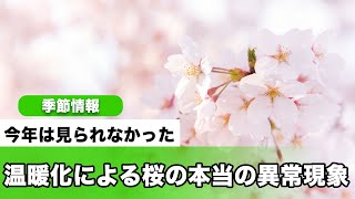 今年は見られなかった、温暖化による桜の“本当の異常現象”とは