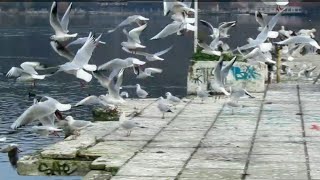 Πουλιά, πτηνά κάνουν πάρτυ στη λίμνη kastorias- birds are partying