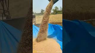 किसान का परिश्रम #video #shortsviral #shortvideo #share