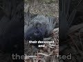 crows amazing facts animalfacts crow facts animals crows