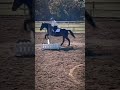 My favorite jump with her!!(claire) #horse #thethreeequines #equestrian #funnyhorse