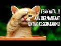 Anda Mungkin Baru Tahu Khasiat Memelihara Kucing Setelah Nonton Video Ini. Cek Faktanya Di Sini.