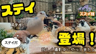 今日の小庭総集編(鳩数１羽)250124