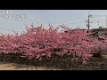 【4k 京都桜🌸 満開淀水路の河津桜】2023年満開を迎えていました