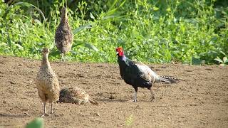 雉の家族　北柏ふるさと公園