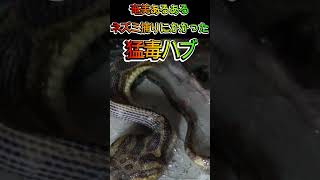 閲覧注意Browsing attention　ネズミ捕りにかかった猛毒ハブ　奄美あるある　Highly poisonous habu caught in a mouse trap　#shorts