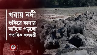 খরায় নদী শুকিয়ে কাদায় আটকে পড়লো শতাধিক জলহস্তী | Weather El Nino | hippopotamus || Jago News