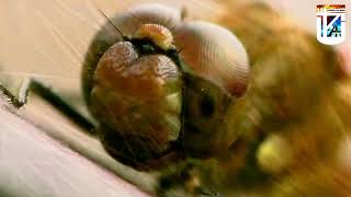 dragonfly life cycle/crocothemis servilia