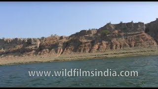 Chambal river banks leading up to the ravines are devoid of forests