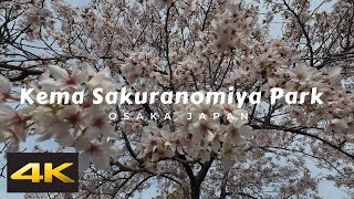 Cherry Blossom at Kema Sakuranomiya Park | Osaka, Japan