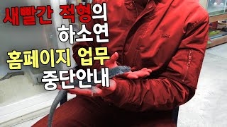 새빨간적형의 하소연과 홈페이지 업무중단 안내