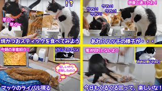 ＜保護猫通信/2021ｰ06-11＞「ほっこり猫ライブ」焼かつおスティックを食べてみよう〜何故か塩対応なハッチ！マックのライバル紹介…どこの猫ちゃんかなあ？めめは元気一杯だね！-Cat Life TV