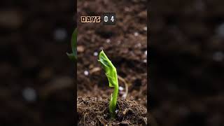 Growing plants in timelapse, Sprouts Germination newborn plant #growingseeds #germination