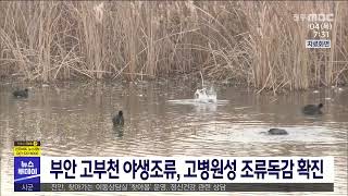 [뉴스투데이] 부안 고부천 야생조류, 고병원성 조류독감 확진 | 전주MBC 211104 방송