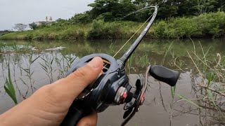 ナマズとシーバスが同じ場所で釣れましたとさ