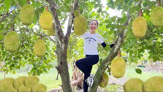 Harvesting Jackfruit, Papaya, Cucumber And Vegetables After Days of Heavy Rain