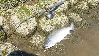 北上川／追波川サクラマス今季三匹目61cm🐟ルアーフィッシングDigest