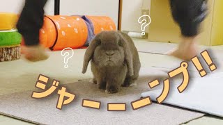 【困惑】飼い主のことが大好きなうさぎでも、対応に困ることがあるそうです。～ホーランドロップらいむ