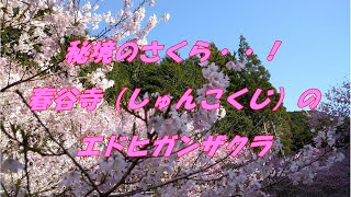 【秘境のさくら】・・！春谷寺（しゅんこくじ）のエドヒガンザクラ桜の季節、満開の時期、三重県松阪市飯南町　2022.3.27　sibaライフ