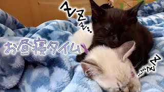 子猫のお昼寝休憩｜猫嫁@022