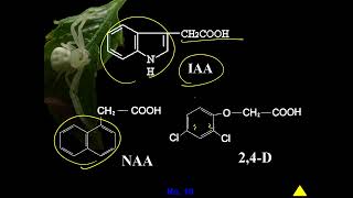 11201選修生物(二)4-3-06人工生產的生長素(二勤)