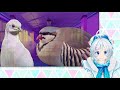 鳩ぽっぽの恋愛ゲームの結末が衝撃的すぎぽっぽ…【hatoful boyfriend】