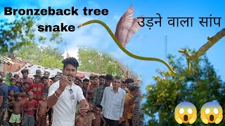 Bronzeback tree snake of India । flying snake 🐍😱😱