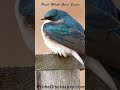 Tree Swallow - Bird ~ Birding