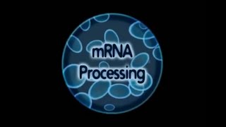 mRNA processing (Capping and Tailing)