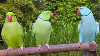 parrot video compilation