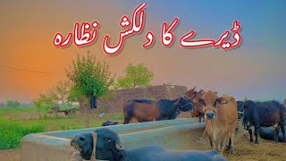 Beautiful Desi Dera In Punjab || Buffalo Farm || Punjabi Shoq