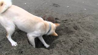 縄文柴犬のSORA　砂浜遊びパート9♪　　Sandy beach play Part 9