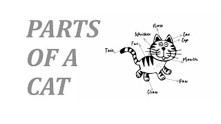 parts of a cat | Useful Cat Anatomy with Pictures | English Vocabulary