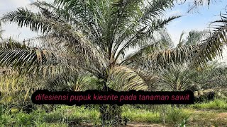 manfaat pemupukan kieserite pada tanaman sawit