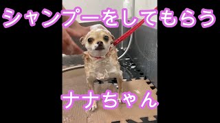 [保護犬]シャンプー/チワワ