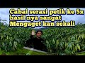 Petikan cabai SERASI & ROKET untuk yang ke-5