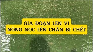 Nòng nọc lên chân, nguyên nhân nòng nọc chết | Cách nuôi ếch