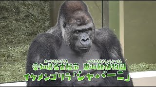 アニア どうぶつくらべっこクイズ！ちからくらべ編【タカラトミーキッズ】 親子で楽しくあんしん | ファミリー | おはなし | 公式 | タカラトミー公式