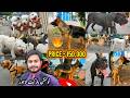 Dogs Ki Mandi, Lahore 21 July | Tollinton Market Lahore | Exploring with YASIR | Special Dogs Market