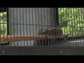 くつろぐケープハイラックス（京都市動物園）relaxing cape hyrax.