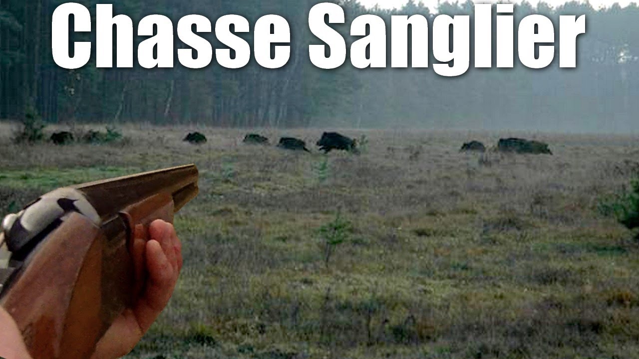 Chasse Au Sanglier - Compilation De Tirs Sur Sangliers - YouTube