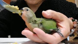 コザクラインコ(生後1ヶ月)　餌やり