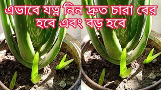 এলোভেরা গাছ লাগানোর নিয়ম/এলোভেরা গাছের যত্ন এবং পরিচর্যা/ aloevera plant care/ grow aloe vera plant