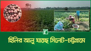 Hili potatoes are going to Sylhet-Chittagong Dinajpur | Potatoes RisingBD