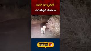 Nagarkurnool | నాగర్ కర్నూల్ జిల్లా దోమల పెంటలో చిరుత హల్ చల్ | #local18shorts