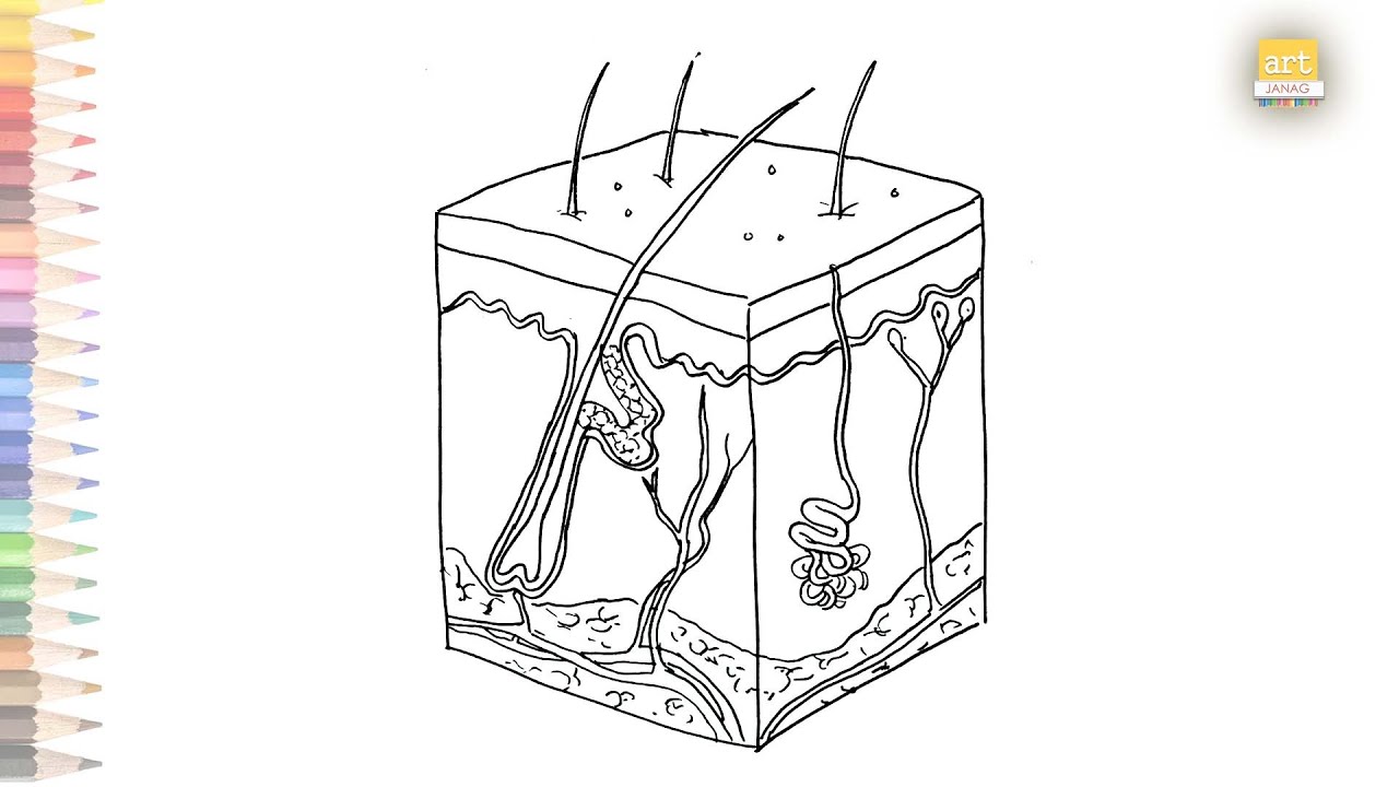 Integumentary System Diagram | How To Draw Human Integumentary System ...