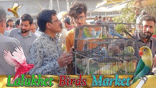 Lalukhet Parrots and Birds Market Karachi 16-2-2025 Latest Update in Urdu | سوق الطيور