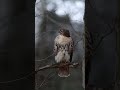 cool moment with a hawk